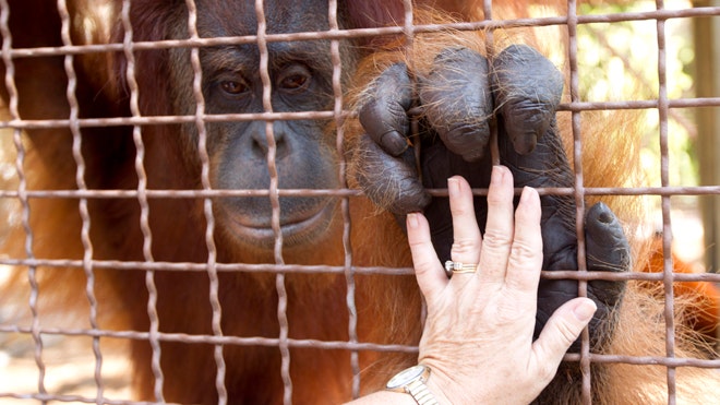 Orangutans with iPads 2.jpg